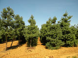 PINUS-SYLVESTRIS-GR1