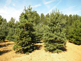 PINUS-SYLVESTRIS-GR2