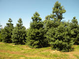 PINUS-SYLVESTRIS-GR3