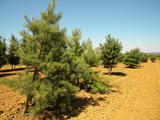 PINUS-SYLVESTRIS-GR