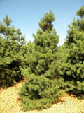 PINUS-SYLVESTRIS-ISO1