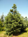 PINUS-SYLVESTRIS-ISO2