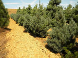 PINUS-SYLVESTRIS-WATERERI-GR