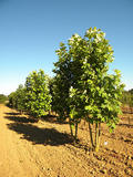 PLATANUS-ORIENTALIS-GR-cepees