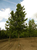 PLATANUS-ORIENTALIS-ISO