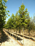 PLATANUS-ORIENTALIS-MINARET-GR