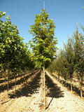 PLATANUS-ORIENTALIS-MINARET-ISO