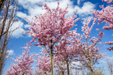 PRUNUS EN FLEUR