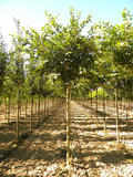 PRUNUS-ACCOLADE-ISO