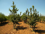 PRUNUS-AVIUM-GR-cepees