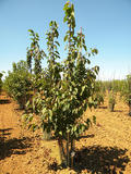 PRUNUS-AVIUM-ISO-cepees