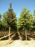 PRUNUS-AVIUM-PLENA-GR