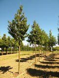 PRUNUS-MAACKII-GR