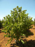 PRUNUS-MAACKII-ISO-cepees