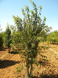 PRUNUS-SERRULA-ISO-cepees