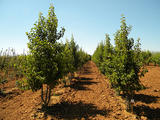 PYRUS-CALLERYANA-CHANTICLEER-GR2-cepees