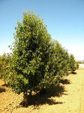 PYRUS-CALLERYANA-CHANTICLEER-GR3-cepees