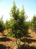 PYRUS-CALLERYANA-CHANTICLEER-ISO2-cepees