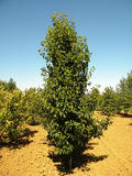 PYRUS-CALLERYANA-CHANTICLEER-ISO3-cepees