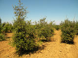 QUERCUS-ILEX-GR-cepees