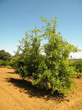 QUERCUS-PALUSTRIS-GR-cepees