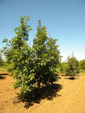 QUERCUS-RUBRA-GR-cepees