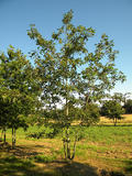 QUERCUS-RUBRA-ISO2-cepees