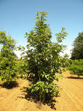 QUERCUS-RUBRA-ISO-cepees