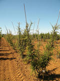 QUERCUS-SUBER-GR-cepees