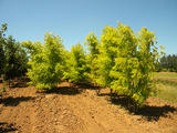 ROBINIA-PSEUDOACACIA-FRISIA-GR-cepees