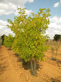 ROBINIA-PSEUDOACACIA-FRISIA-ISO1-cepees