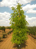 ROBINIA-PSEUDOACACIA-FRISIA-ISO2-cepees