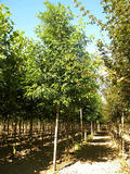 ROBINIA-PSEUDOACACIA-UNIFOLIOLA-GR