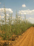 SALIX-ALBA-GR-cepees