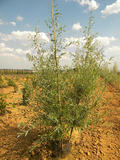 SALIX-ALBA-ISO-cepees