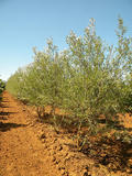 SALIX-ALBA-LIEMPDE-GR-cepees