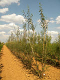 SALIX-DAPHNOIDES-GR-cepees