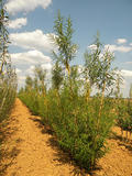 SALIX-VIMINALIS-GR-cepees