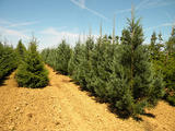 SEQUOIADENDRON-GIGANTEUM-GLAUCUM-GR