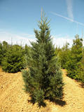 SEQUOIADENDRON-GIGANTEUM-GLAUCUM-ISO