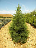 SEQUOIADENDRON-GIGANTEUM-ISO2