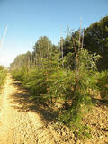 SEQUOIA-SEMPERVIRENS-GR