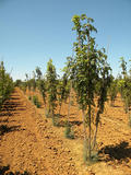 SORBUS-DOMESTICA-GR-cepees