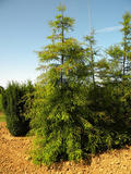 TAXODIUM-DISTICHUM-ISO1