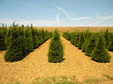 TAXUS-BACCATA-GR