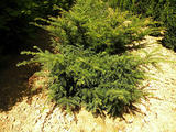 TAXUS-BACCATA-REPANDENS-ISO