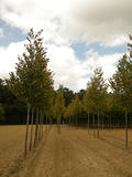 TILIA-CORDATA-GREENSPIRE-GR