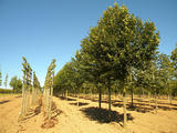 TILIA-PLATYPHYLLOS-DELFT-GR