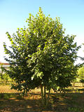 TILIA-PLATYPHYLLOS-ISO2-cepees