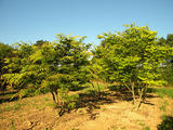 ZELKOVA-SERRATA-GR-cepees